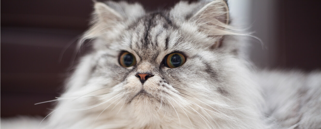 Fluffy Cat Breeds: A Pet Parent’s Guide to Soft, Cuddly Companions