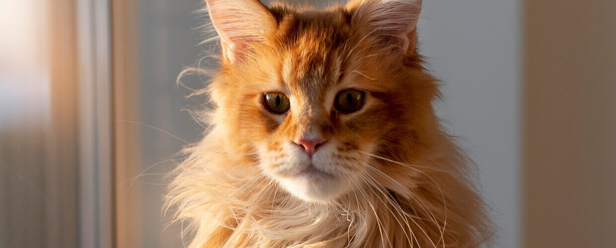 Large Cat Breeds: Gentle Giants That Make Amazing Pets