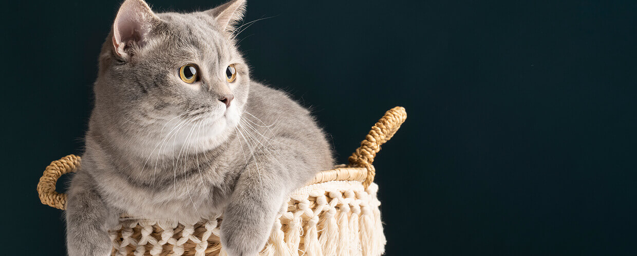 Grey Cat Breeds: A Friendly Guide for Pet Parents Who Love Elegant Cats