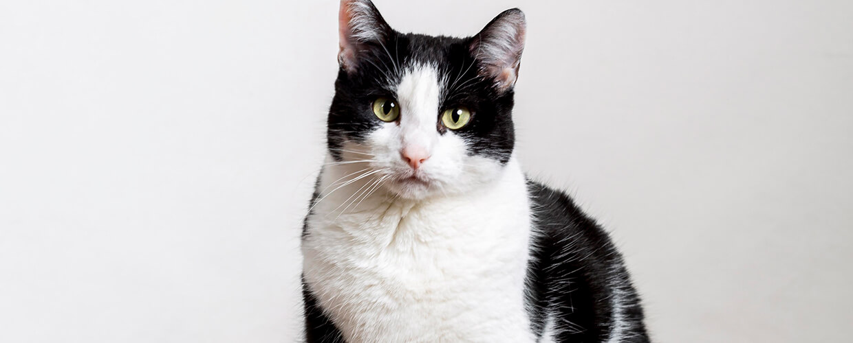 Black and White Cat Breeds: A Friendly Guide for Pet Parents