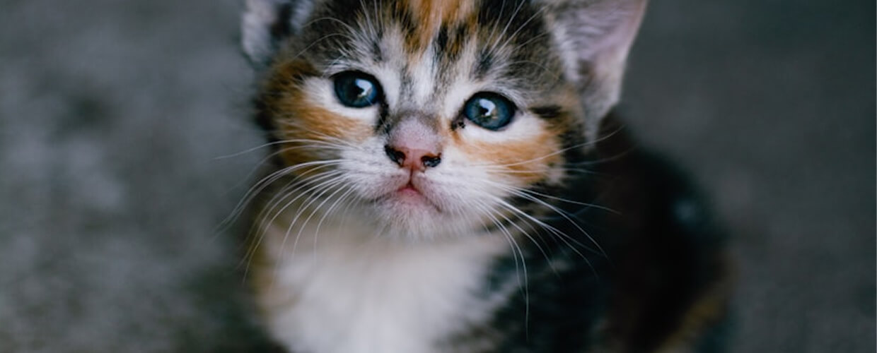 Small Cat Breeds: Perfect Little Companions for Pet Parents
