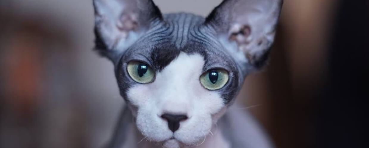 Hairless Cat Breeds: A Friendly Guide for Curious Pet Parents