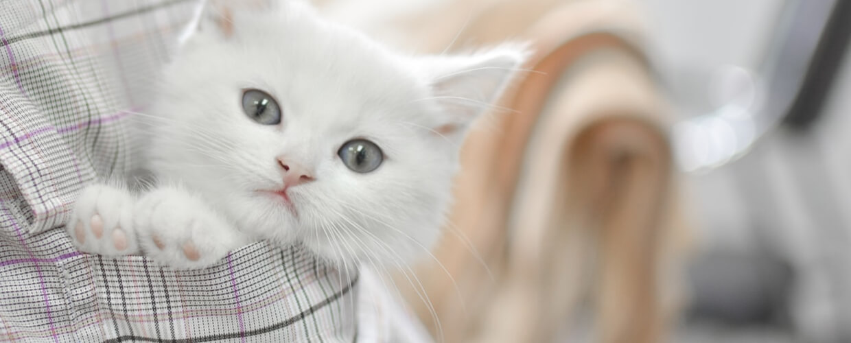 Cat Names for Girls: Meaningful Ideas for Your Female Cat