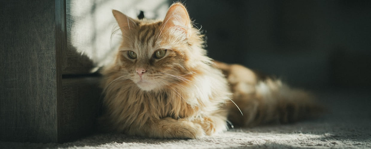 Unique Male Cat Names: Fun, Creative Ideas Pet Parents Will Love