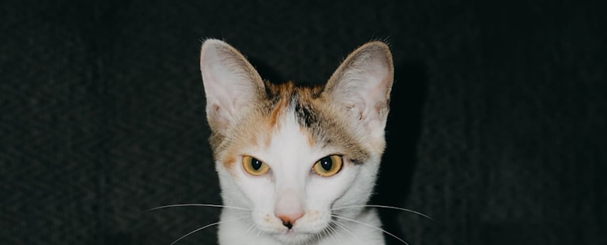 Cat Names for Boys: Meaningful Ideas Pet Parents Will Love