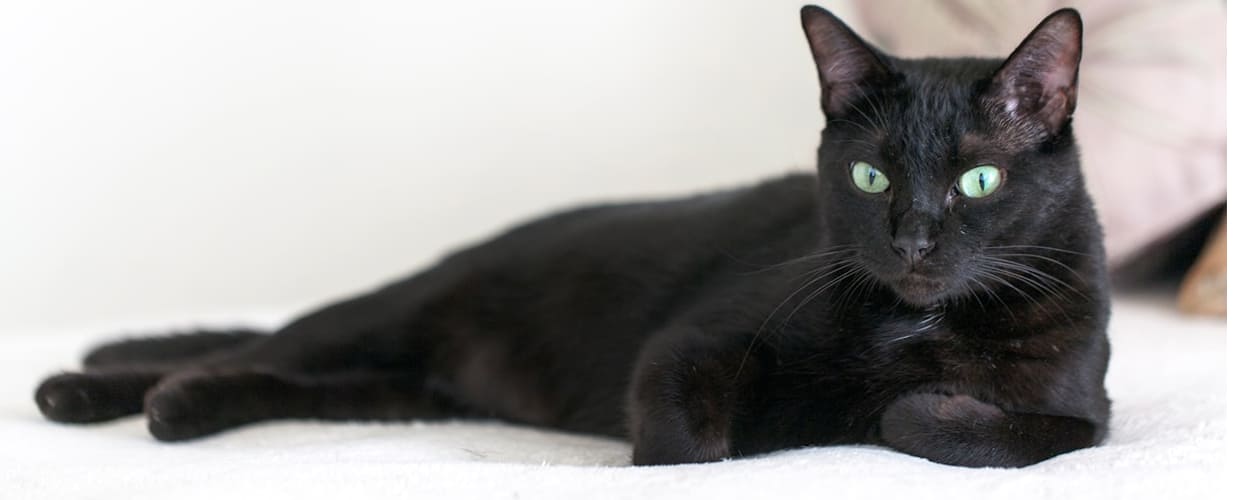 Black Cat Names Female: Unique Name Ideas for Your Girl Cat