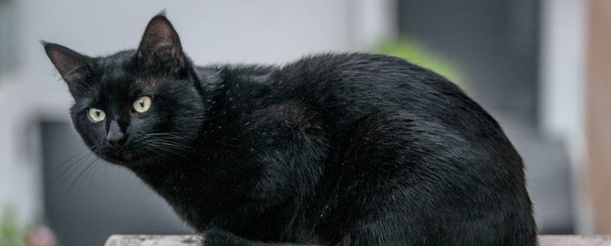 Black Cat Names Male: Cool Ideas for Your Boy Cat
