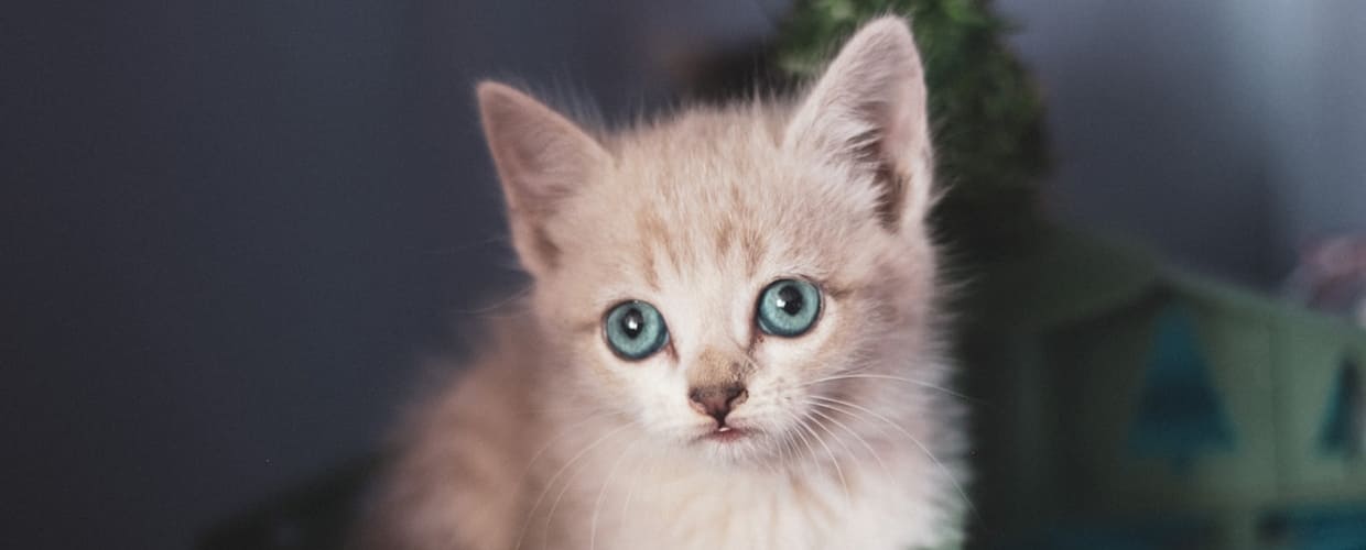 Cute Female Cat Names: Adorable Ideas for Your Girl Cat