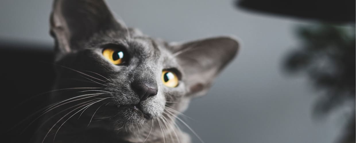 Unique Boy Cat Names: Creative Ideas for Your Male Cat