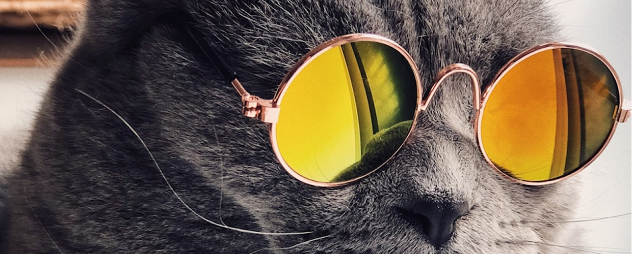 Funny Cat Names Boy: Hilarious Ideas for Your Male Cat