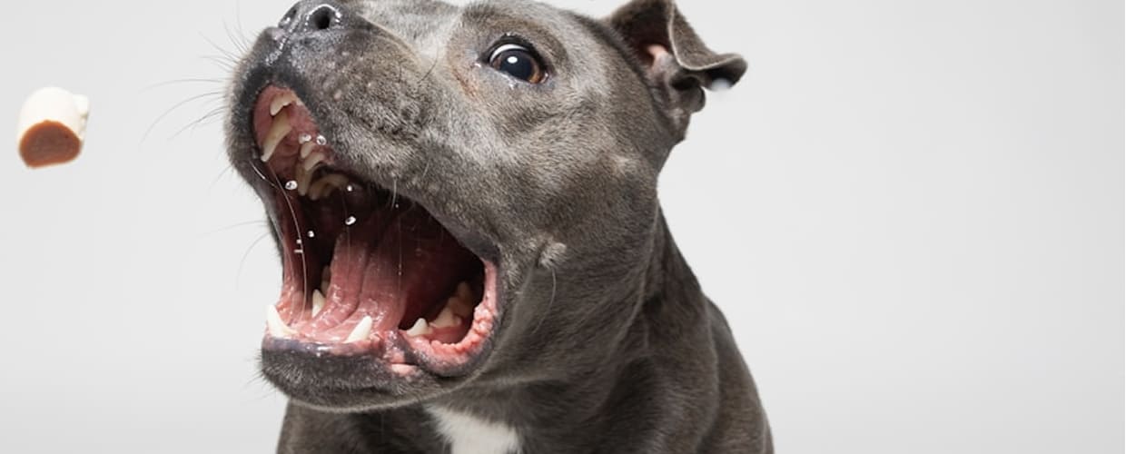 Most Aggressive Dog Breeds: What Pet Parents Need to Know