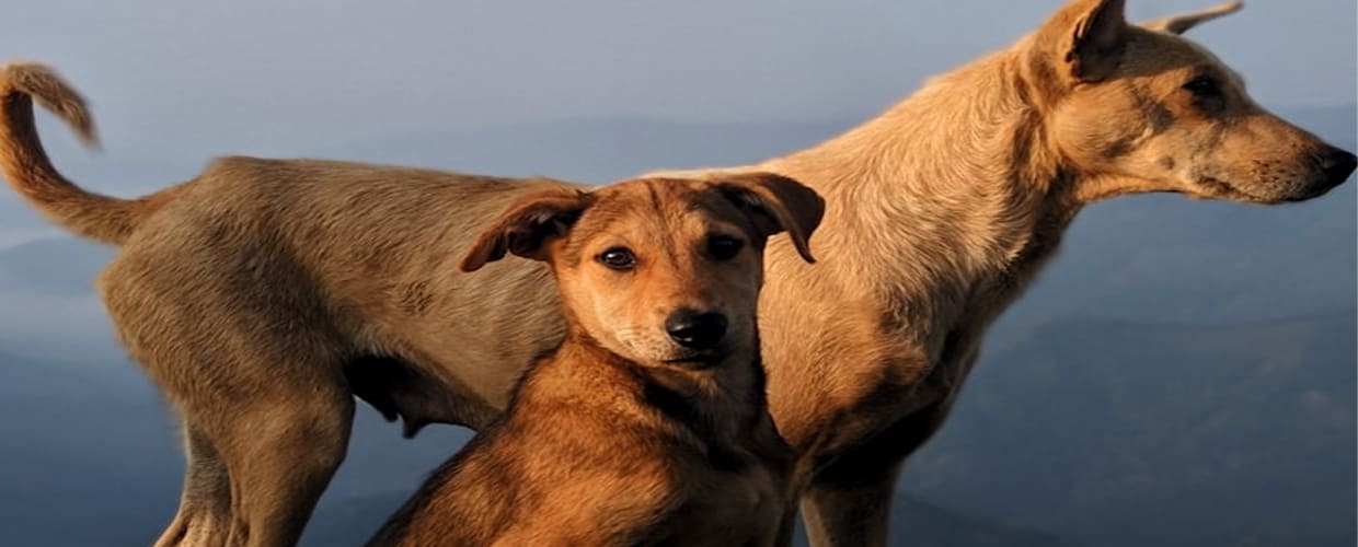 Top Livestock Guardian Dog Breeds: Protect Your Flock