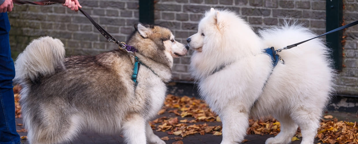 Top Medium Sized Dog Breeds: Perfect Companions for Every Home