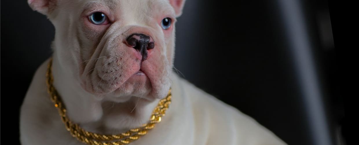 Most Expensive Dog Breeds: A Guide for Pet Parents
