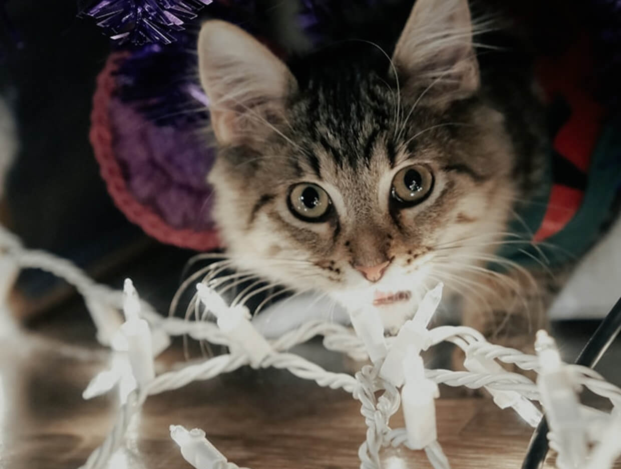 7 Holiday Hazards for Pets (and How to Avoid Them) – Keep Your Furry Friends Safe This Season