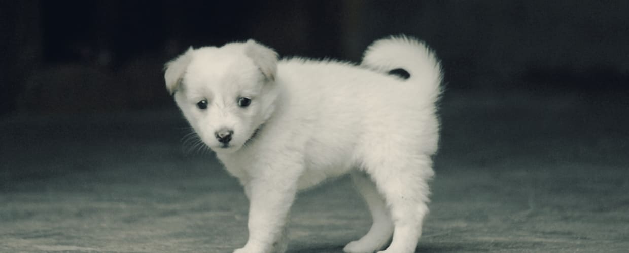 Small White Dog Breeds: Adorable Companions for Every Home