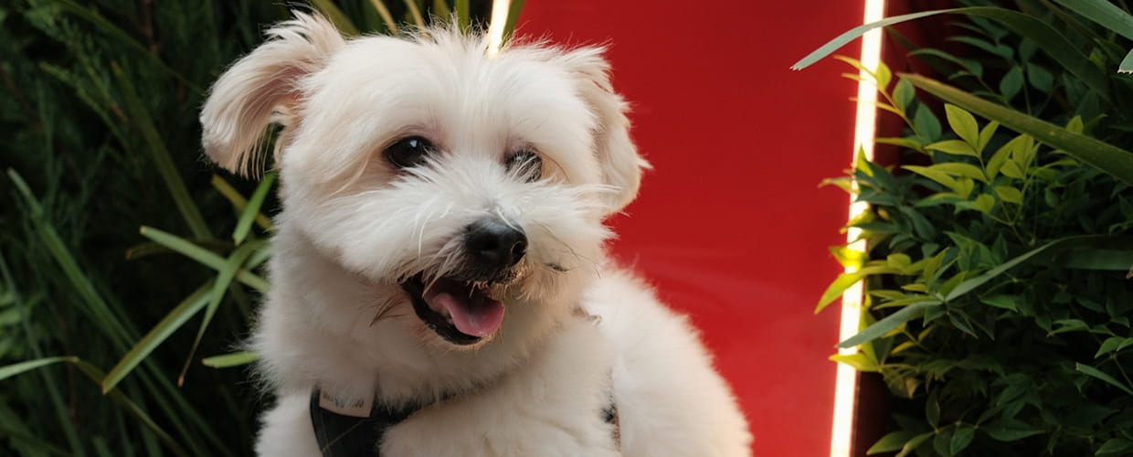 White Fluffy Dog Breeds: Adorable Companions for Every Home