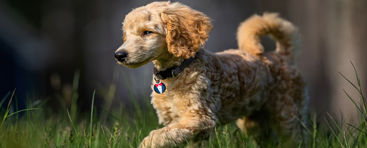 Unique Female Dog Names: Creative Ideas for Your Special Pup