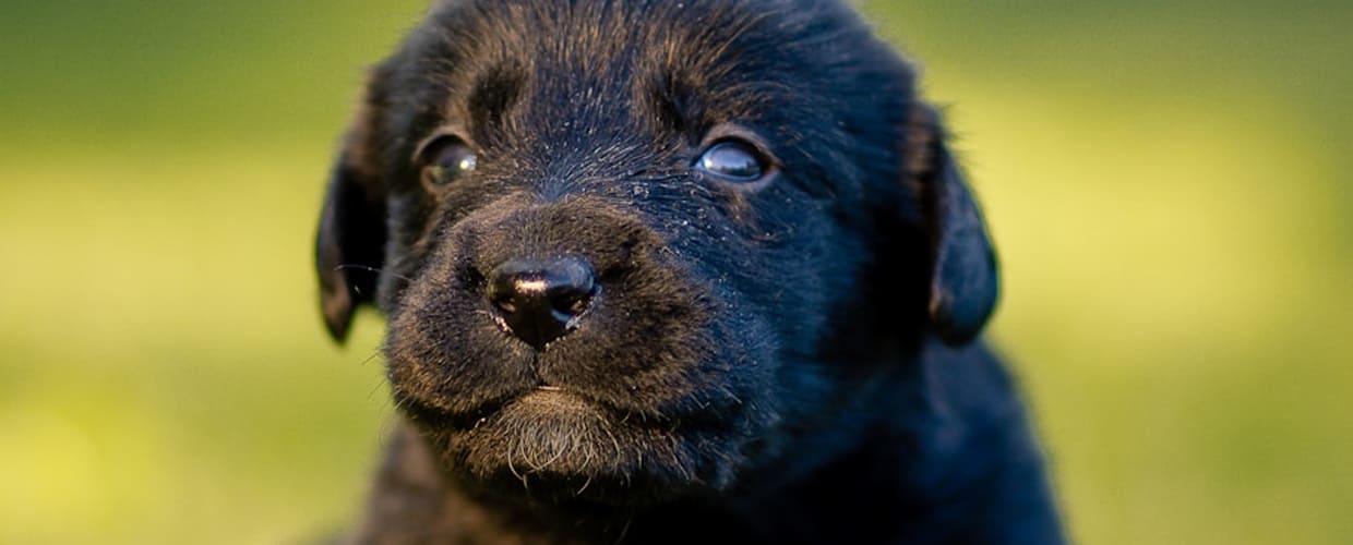 Black Dog Names Male: Find the Perfect Name for Your Dark-Hued Pup