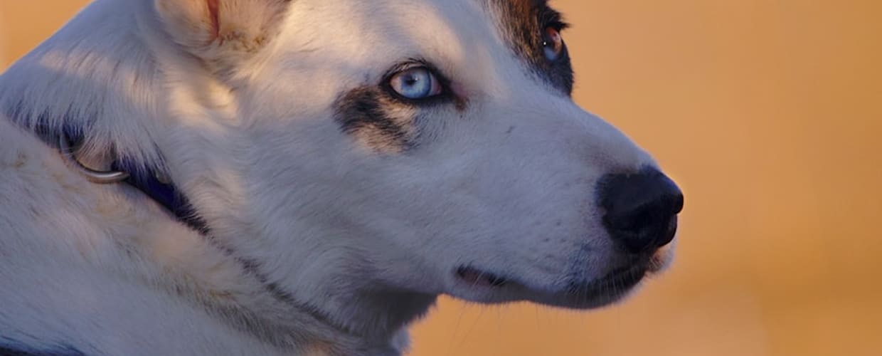 Native American Dog Names: Unique and Meaningful Options for Your Pup