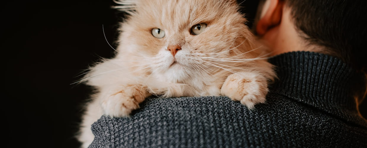 Understanding Unneutered Male Cat Behavior: Pet Parent