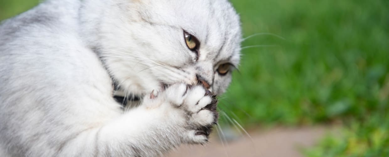 Understanding Sphynx Cat Behavior Problems: A Guide for Pet Parents