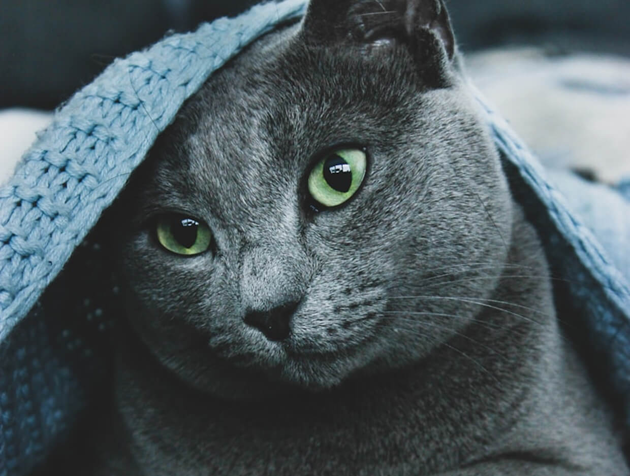 Do Cats Get Cold? (And How Cold Is Too Cold for Cats?) – What Every Cat Parent Should Know
