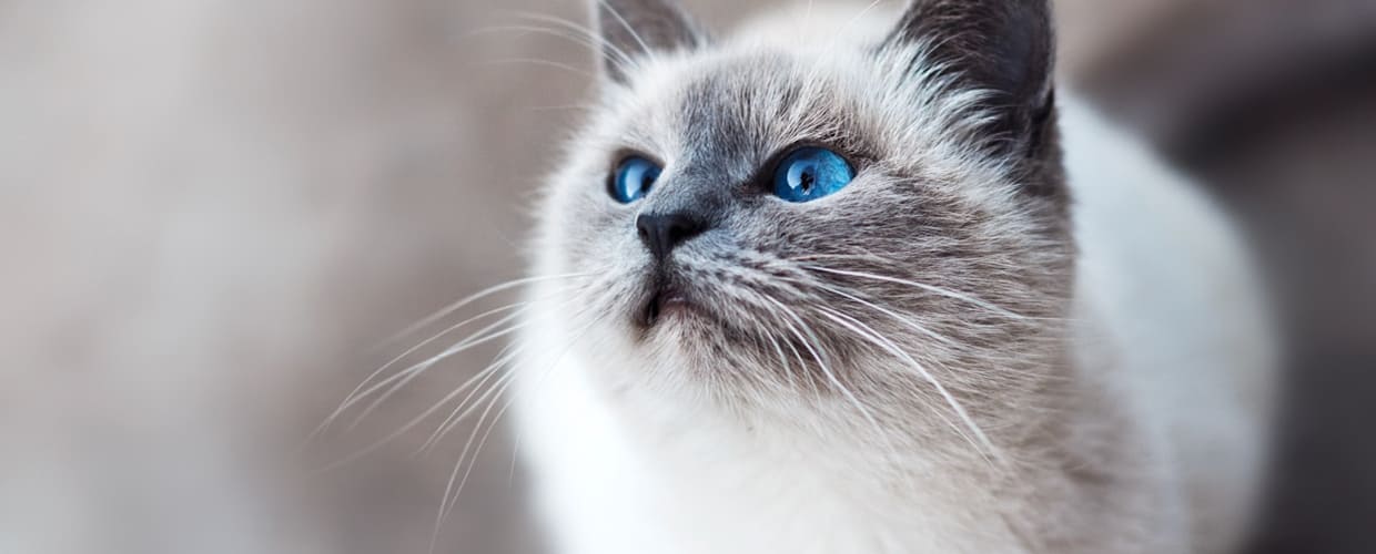 Understanding Ragdoll Cat Behavior Problems: A Guide for Pet Parents