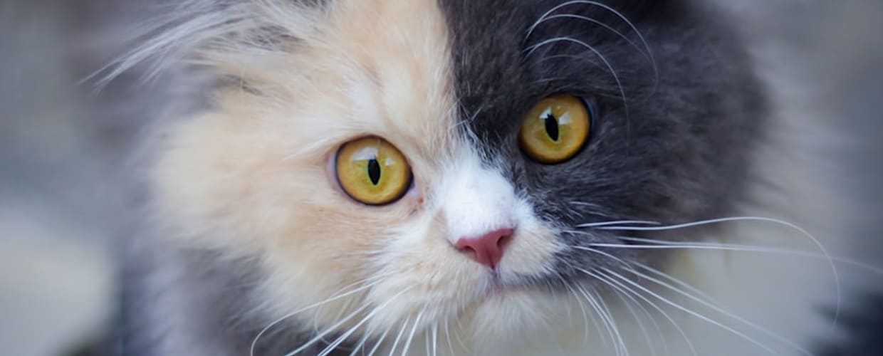Understanding Persian Cat Behavior Problems: A Guide for Pet Parents