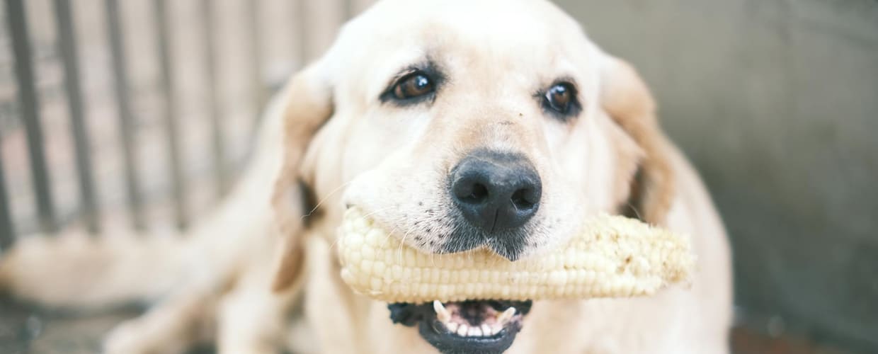 Cobbling Dog Behavior: Understanding Your Dog’s Cobbing Habit