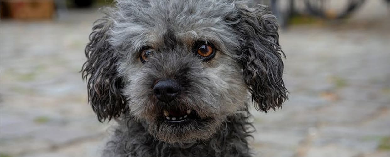 Life Expectancy Cushing Disease Dog Behavior: Pet Parents