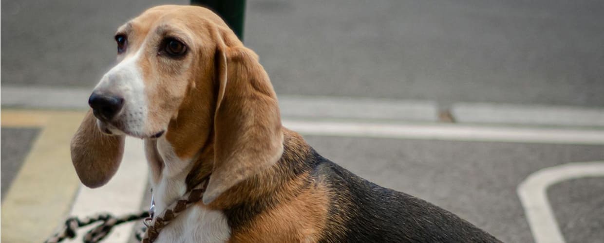 Submissive Dog Behavior: Understanding and Managing Your Gentle Pup