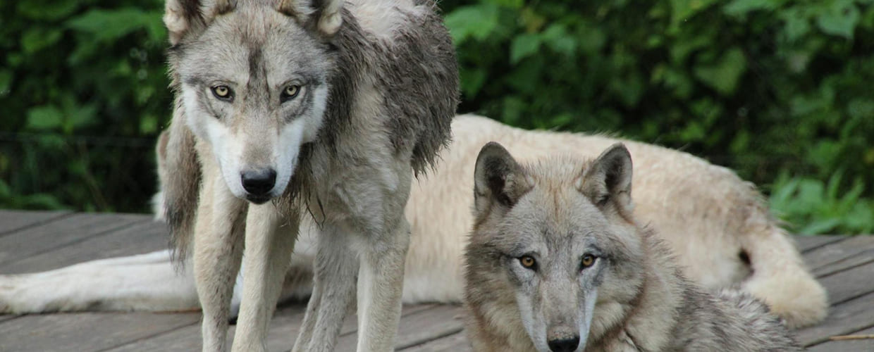 Alpha Dog Behavior: Understanding and Managing Your Confident Pup