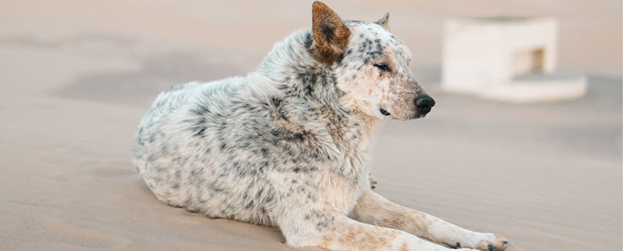 Australian Cattle Dog Behavior Issues: What You Need to Know