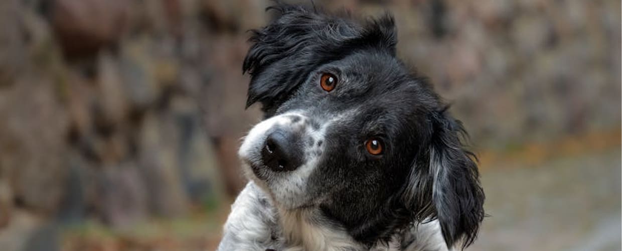Herding Dog Behavior: Understanding and Managing Your Dog’s Instincts