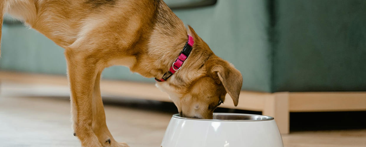 Hot Dog Nutrition Facts: What Every Pet Parent Should Know