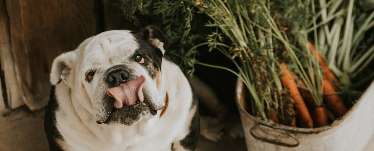 Corn Dog Nutrition: What Pet Parents Should Know