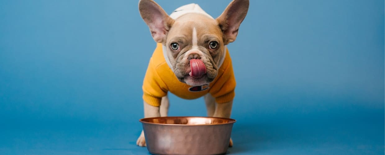 Chili Cheese Dog Nutrition: What Pet Parents Should Know