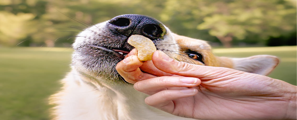 Hookworms in Dogs: How to Keep Your Pet Safe