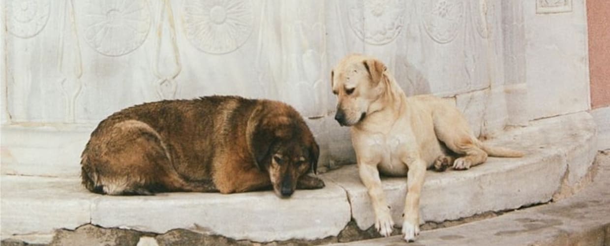 Giardia in Dogs: Symptoms, Causes, and Effective Treatment Tips