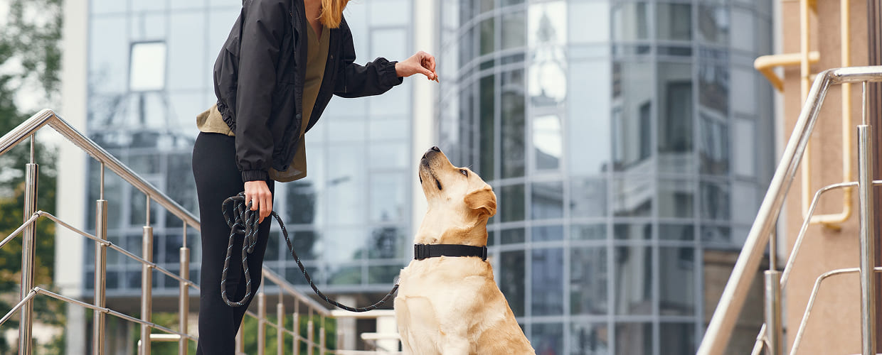 Petco Dog Training: A Friendly Guide for Pet Parents Getting Started