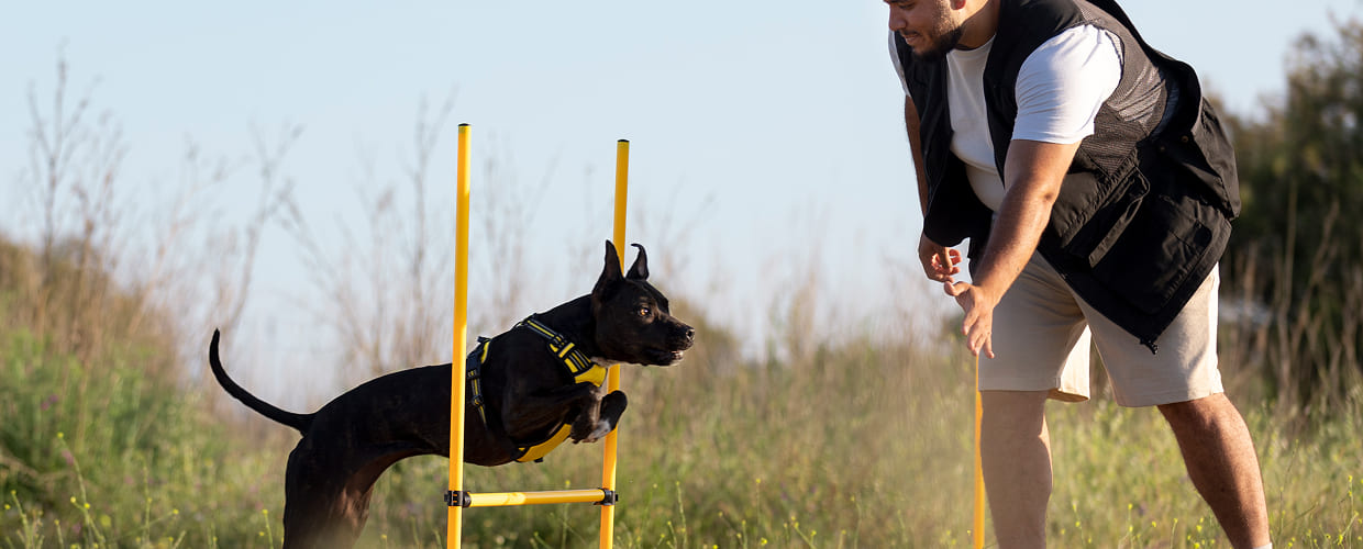 Aggressive Dog Training: A Practical Guide for Pet Parents