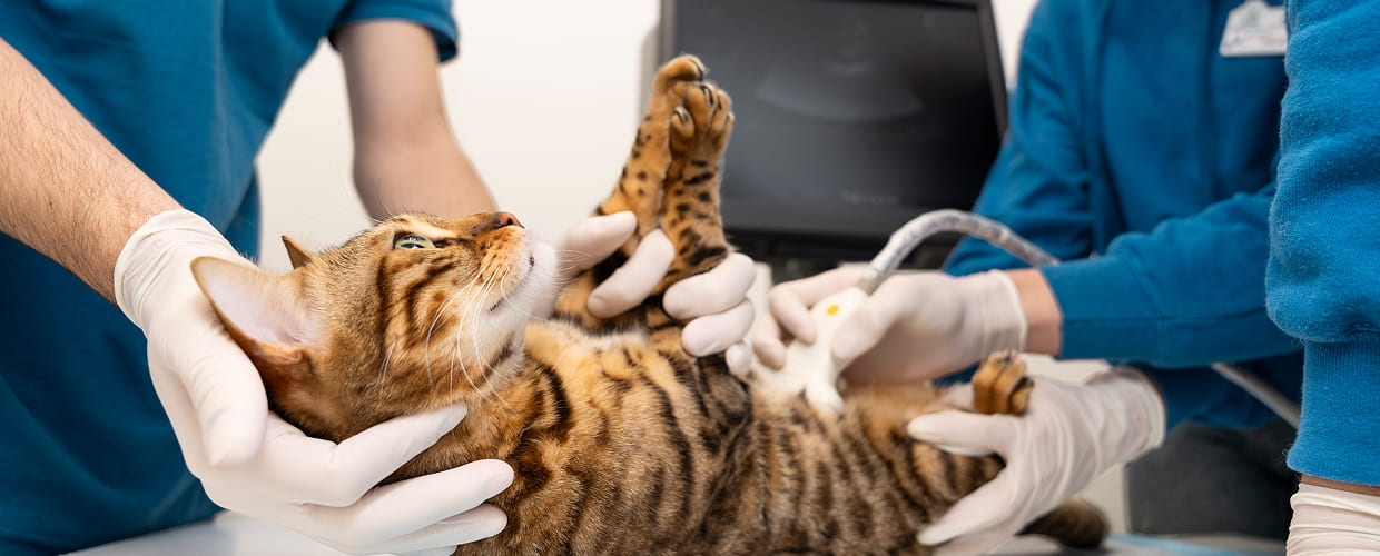Choosing a Health and Wellness Animal Hospital for Your Pet’s