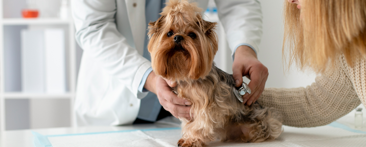 Pet Wellness Clinic: A Smarter Way to Keep Your Pet Healthy