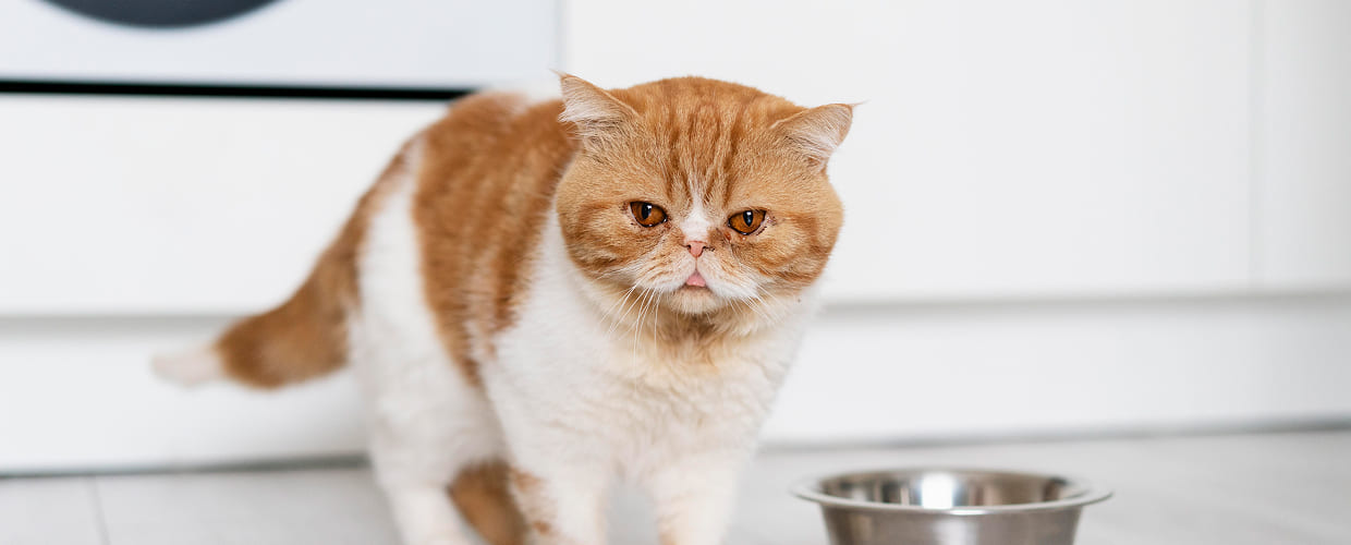 Healthy Cat Weight: How to Tell If Your Cat Is at a Healthy Size