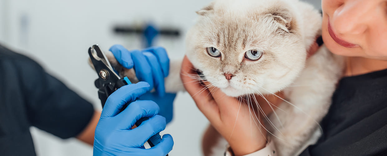Ear Mites Treatment for Cats: How to Spot, Treat, and Prevent Them