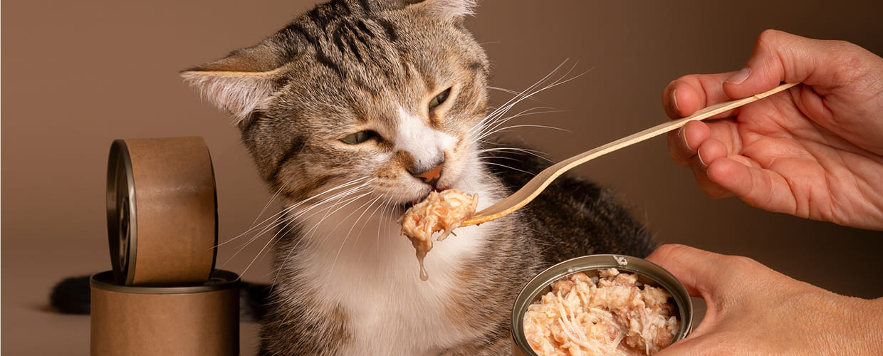 Healthy Cat Food: How to Choose the Best Diet for a Happier