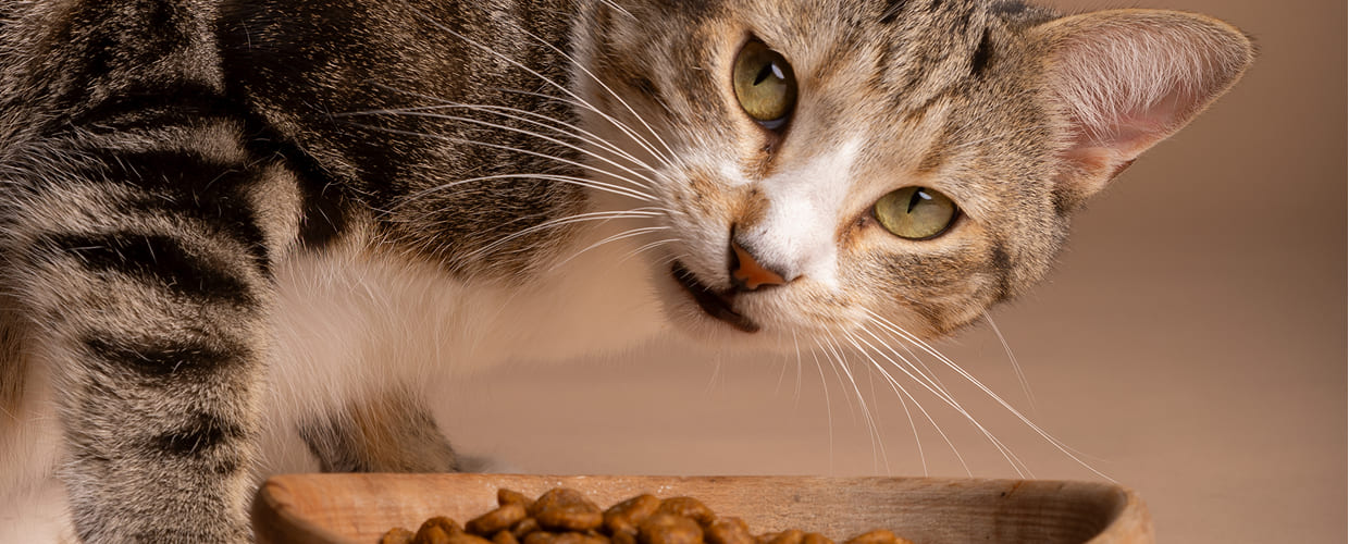 Cat Food for Cats with Kidney Disease: A Practical Guide for Pet Parents