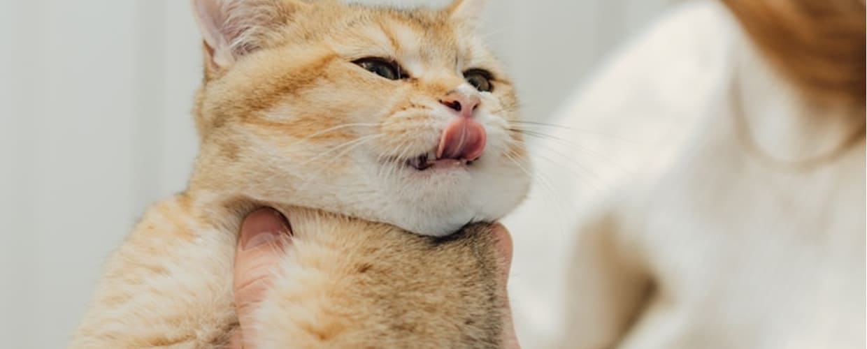 Cat Stomach Pain: Common Causes and How to Help Your Cat