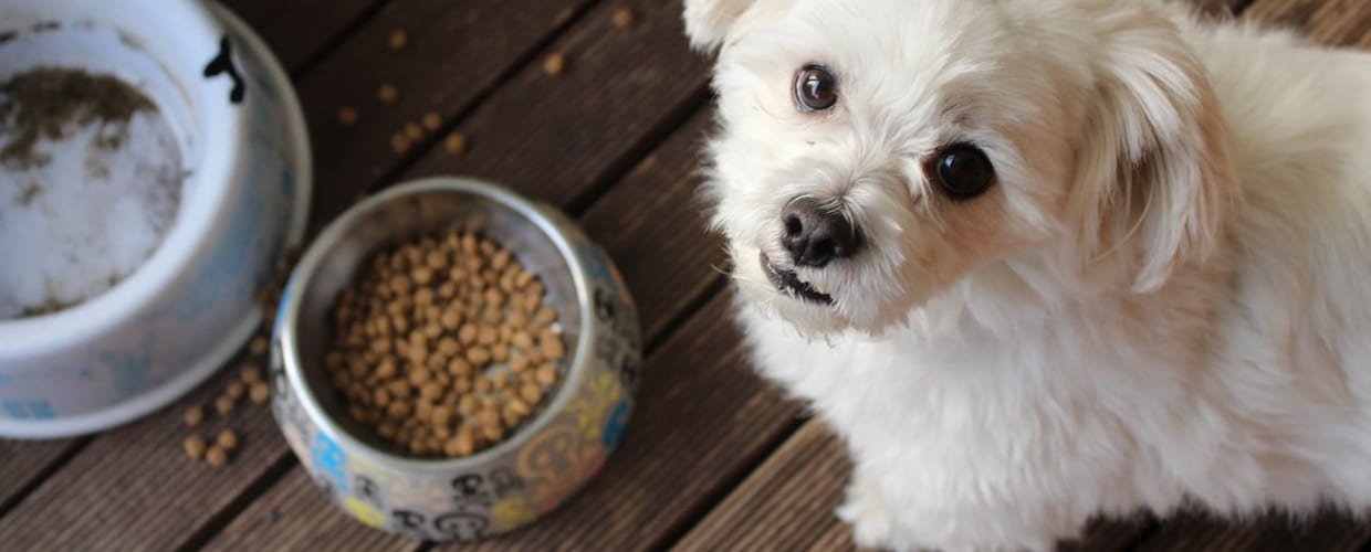 Puppy Probiotics: Matter for Your Puppy’s Gut and Overall Health